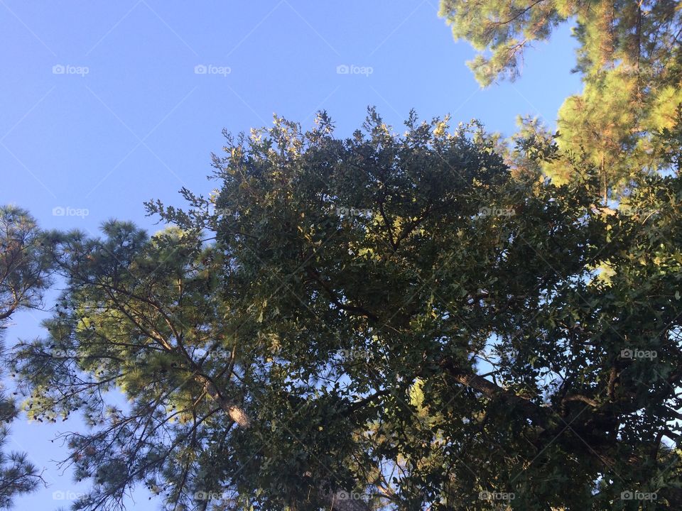 Texas trees and sky 2. Yup