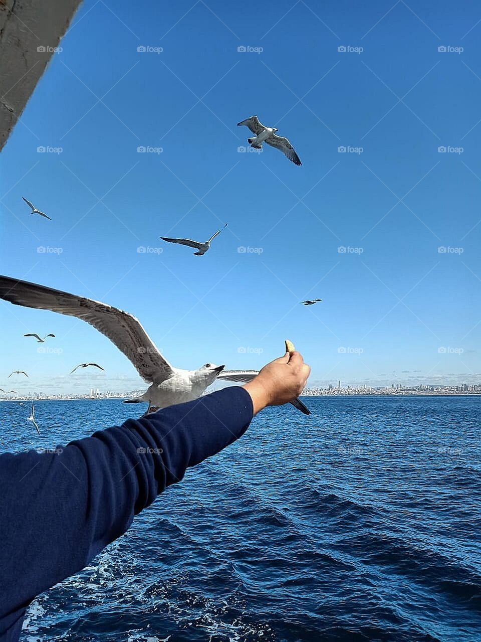 amazing shoot of the seagull catching bread