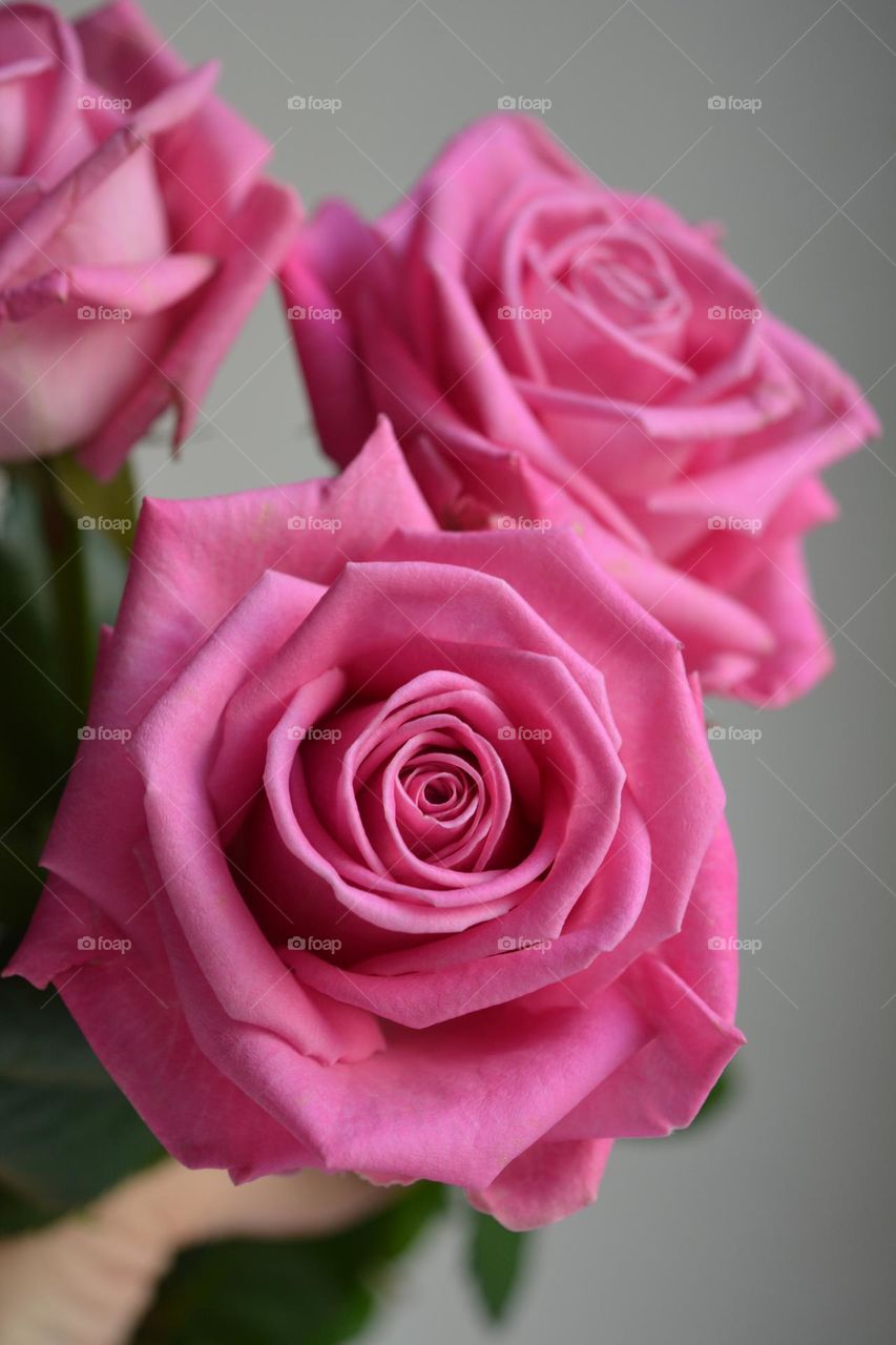 pink roses flowers, Barbie style