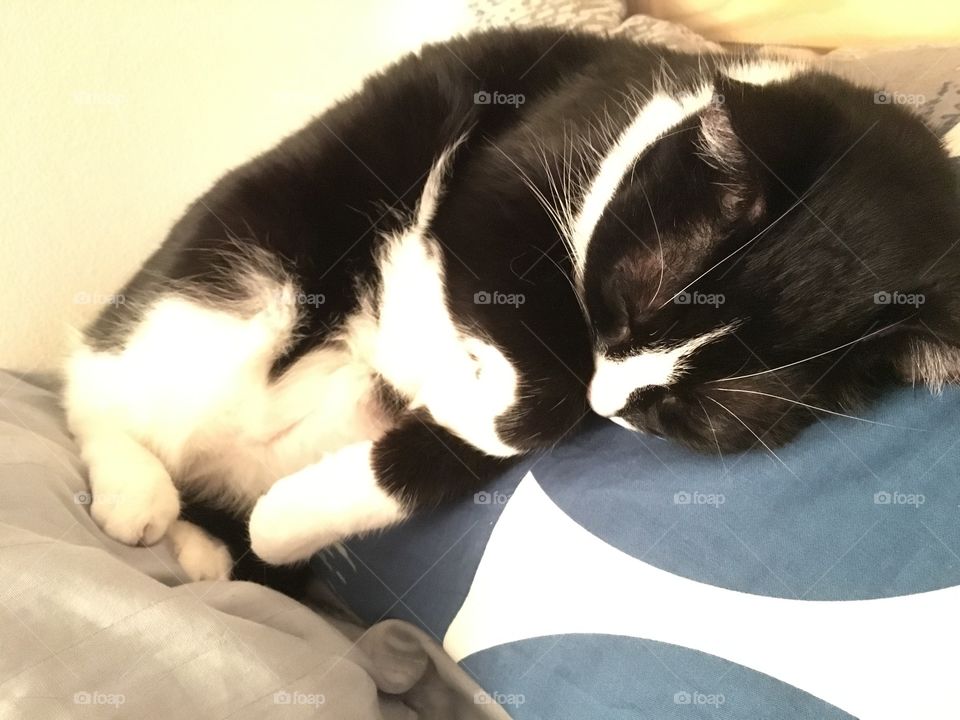Oreo enjoying a snooze