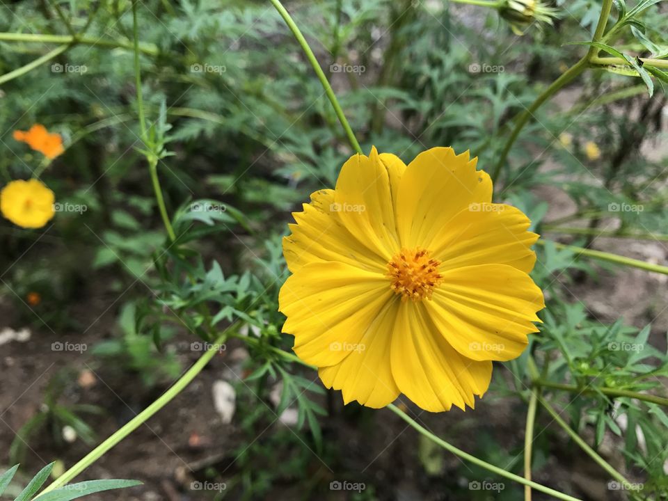 Yellow flower