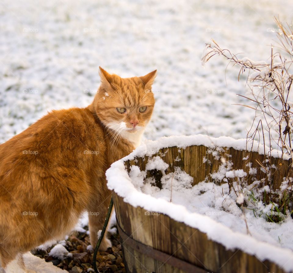 Cat in the snow