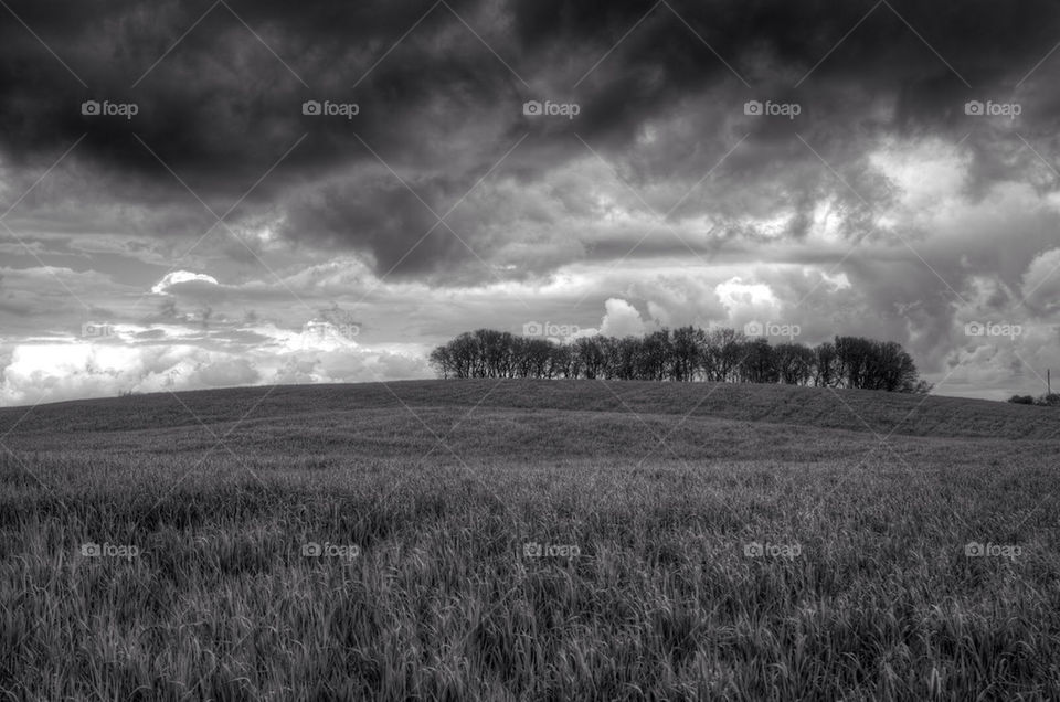 grass trees storm fields by oraziotp