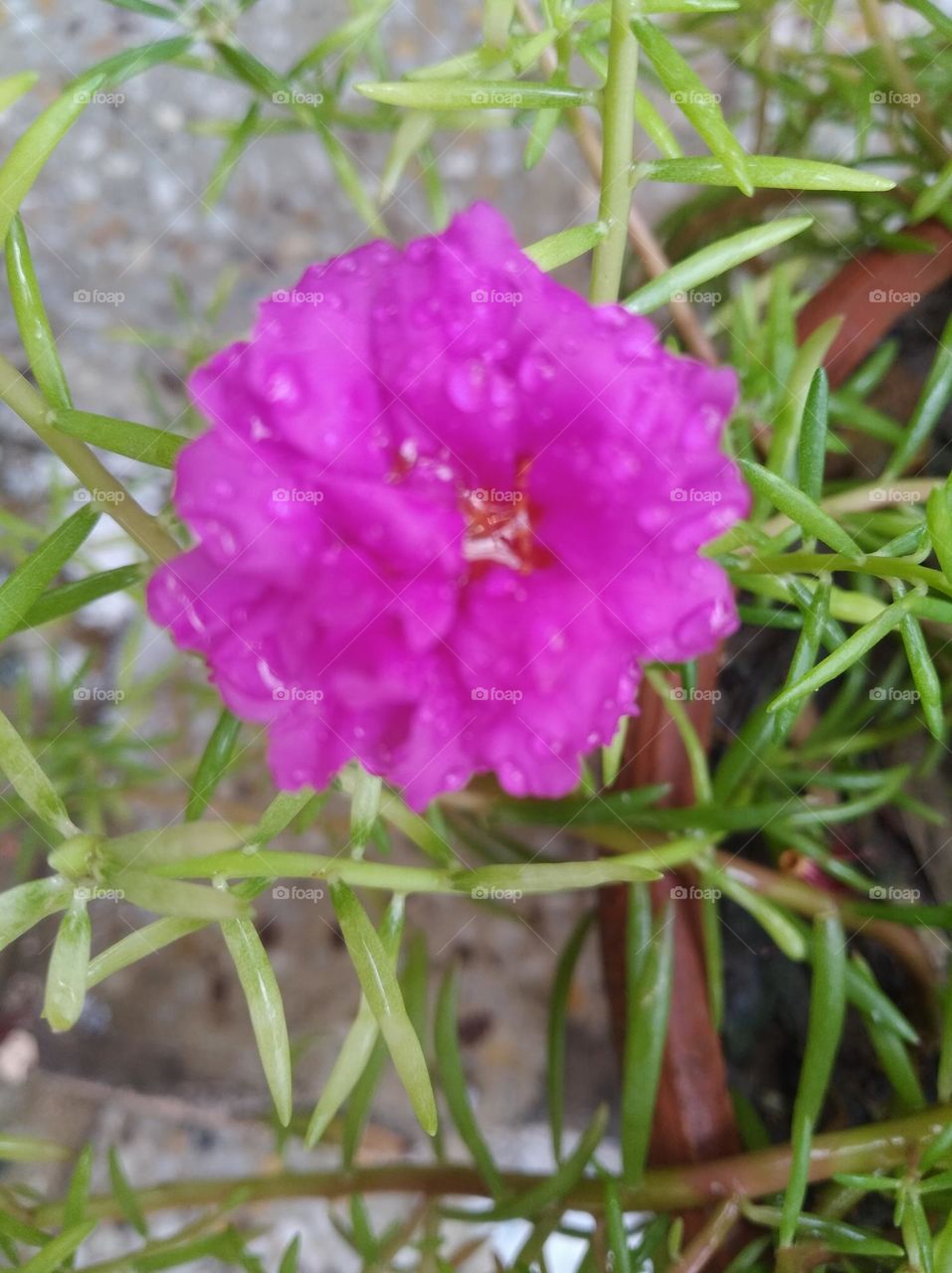 pink flower seasonal fresh shurb small size looks very beautiful generally found everywhere