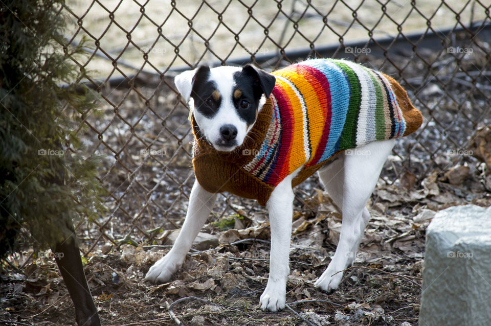 Jack Russell Terrier outdoors in. Springtime wearing colourful dog sweater 