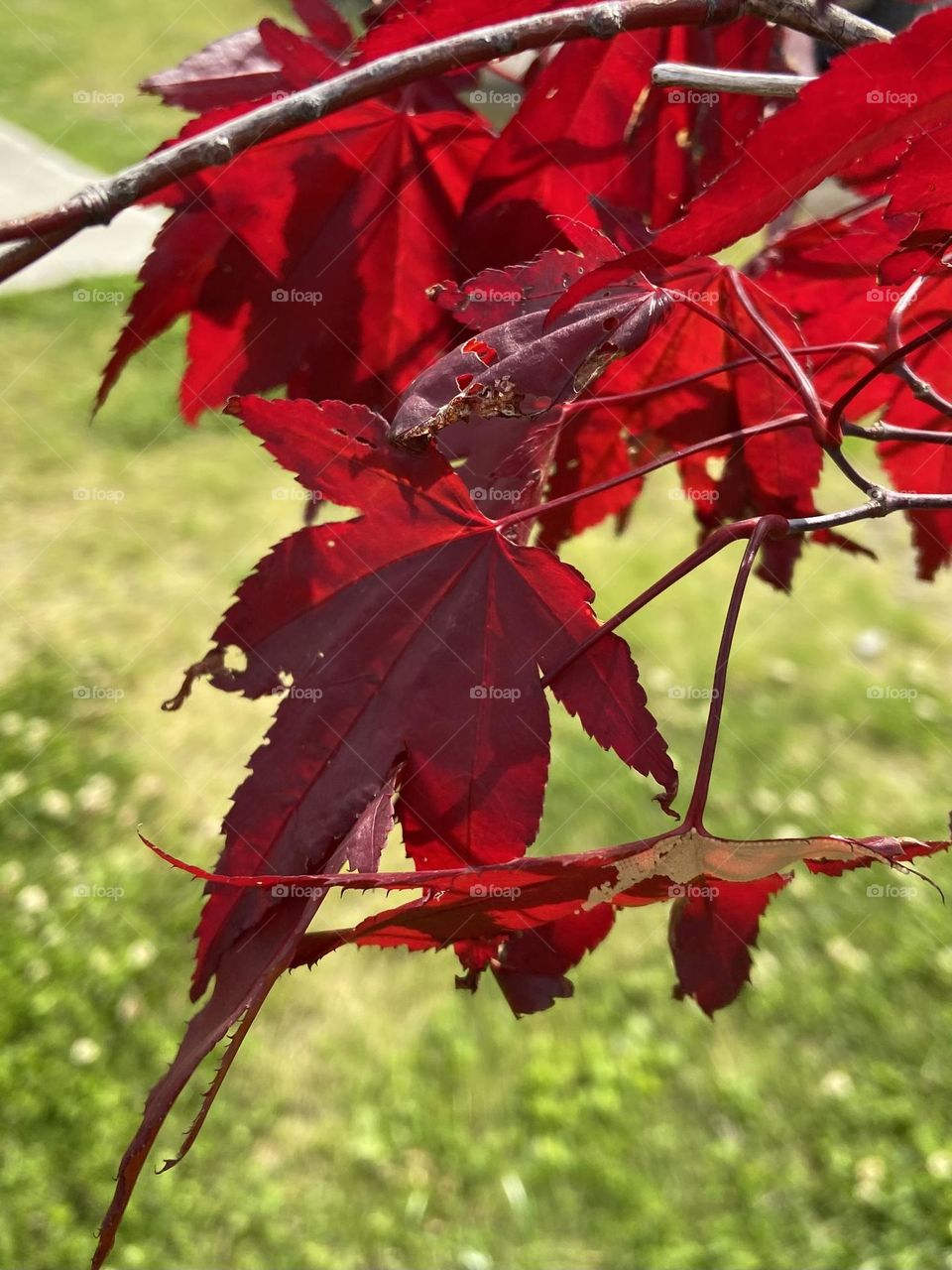 Vibrant red leaves from a maple tree against green grass.