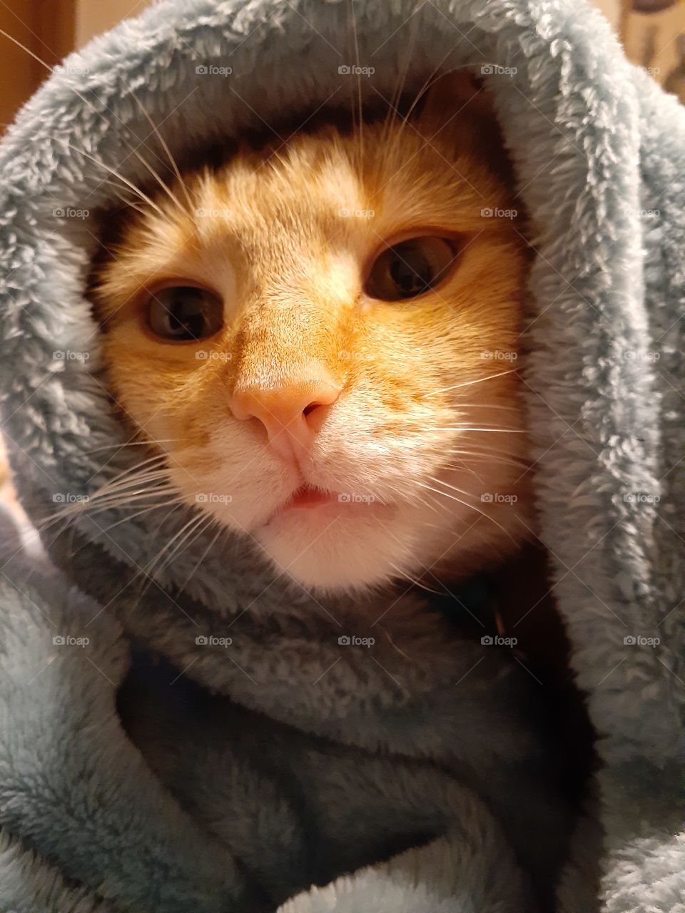 Jedi Cat