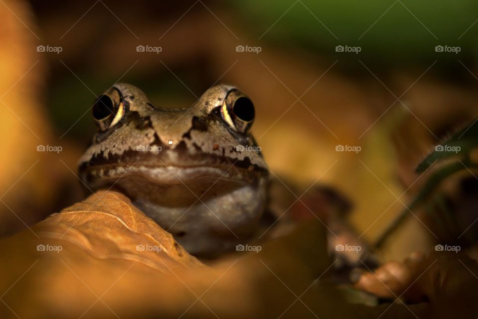 Rana dalmatica,known as the forest frog in its natural enviroment, looking straight at me.