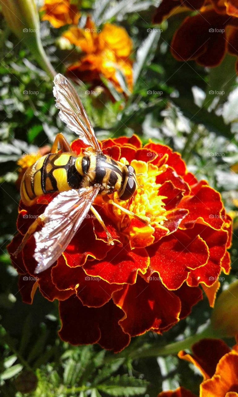 Hover Fly On A Marigold