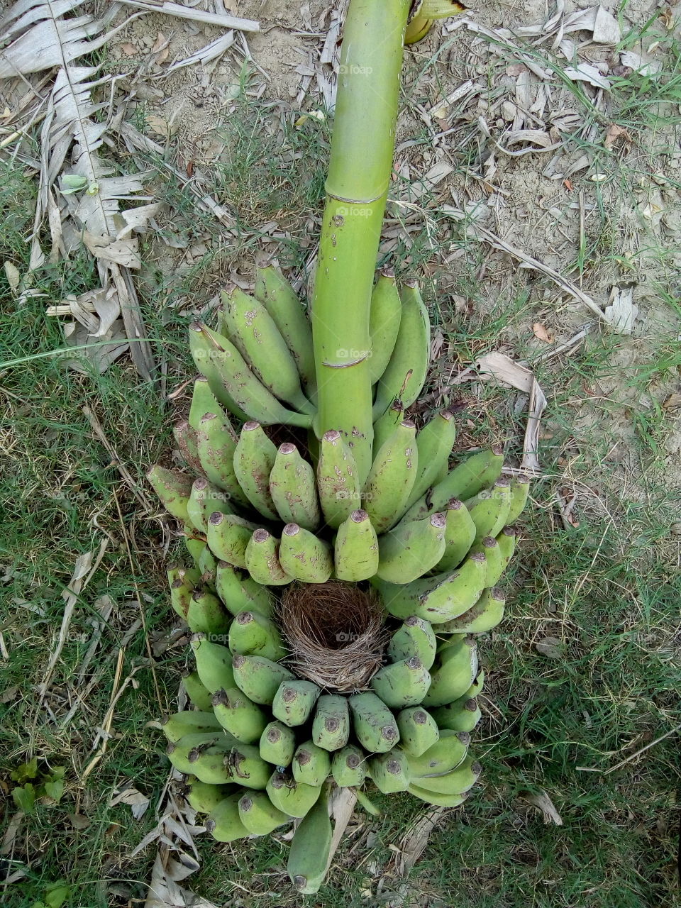 Nest into a banana.