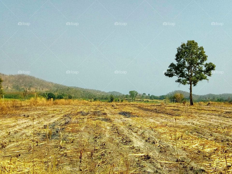Mountains,tree , sky, farmland, soil, landscape