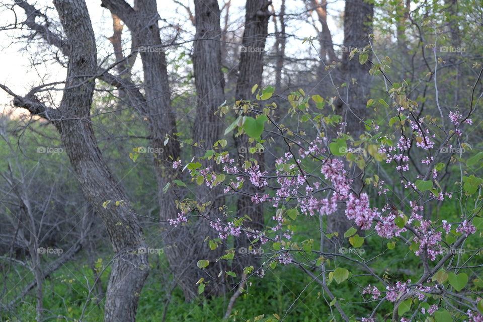 Spring flowers almost gone