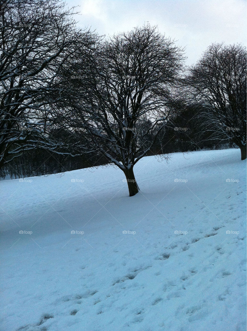 snow winter nature tree by jabz