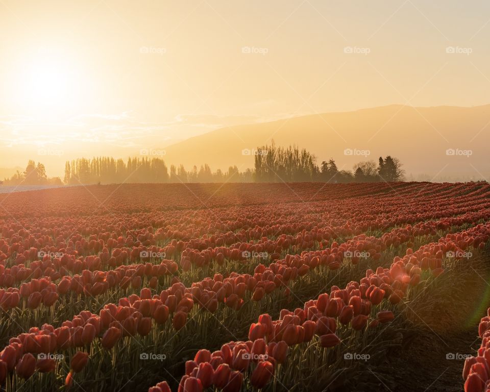 Sunrise and sun rays over frost covered red  tulips