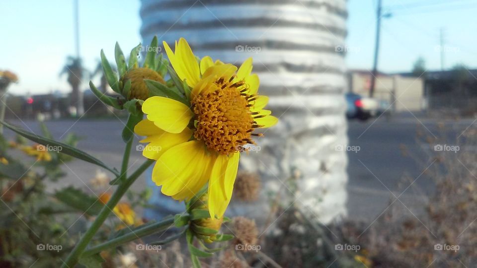 Flower Survives Amidst Trash