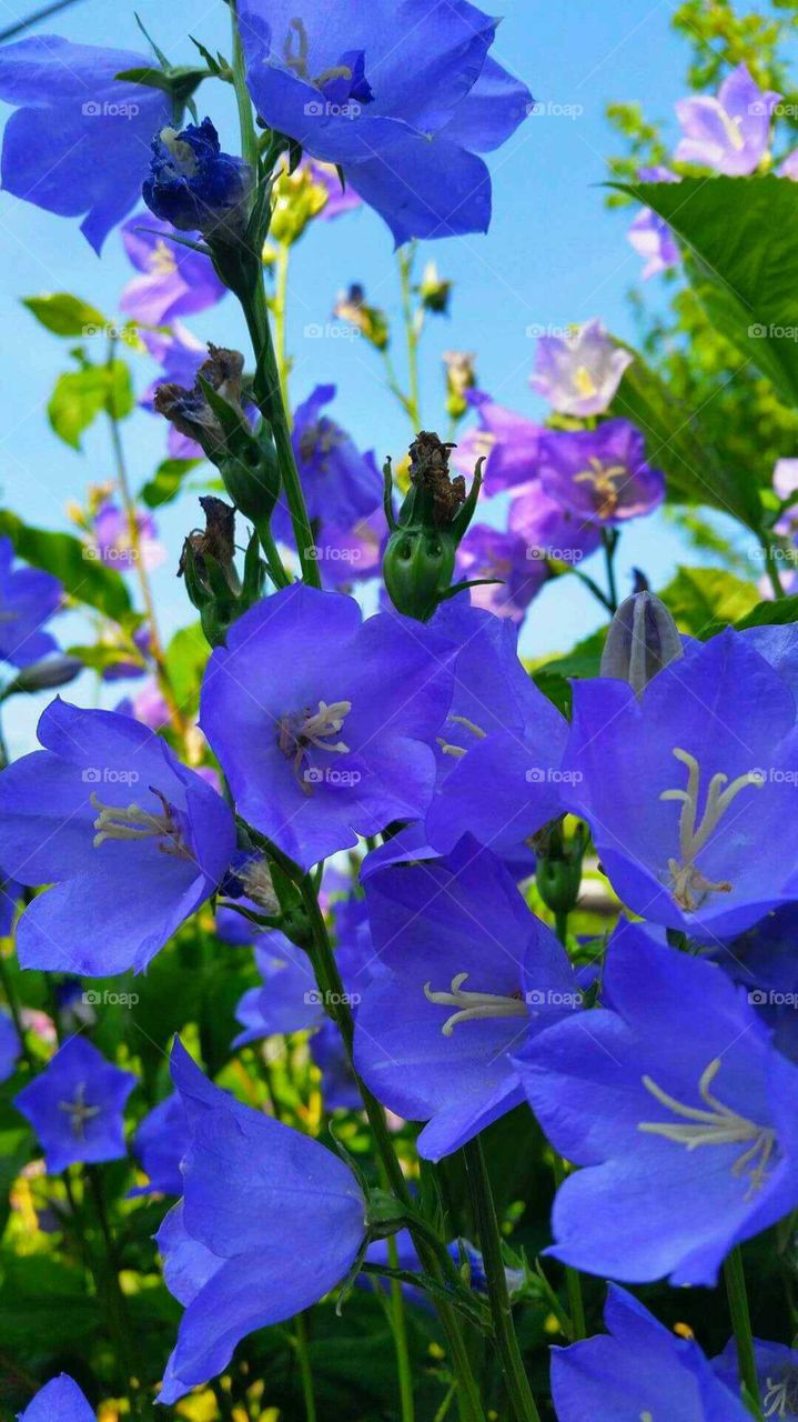 purple flowers