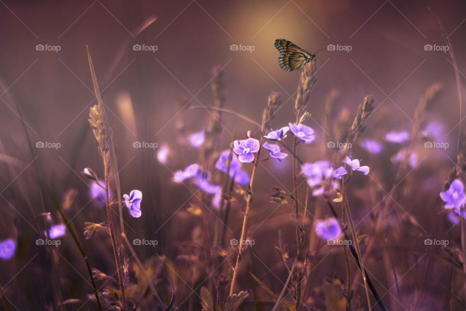 Beautiful and colourful butterfly