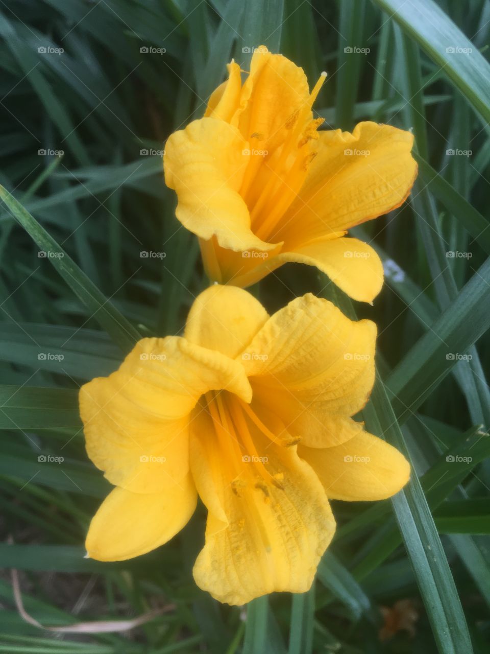 Summer daffodils 
