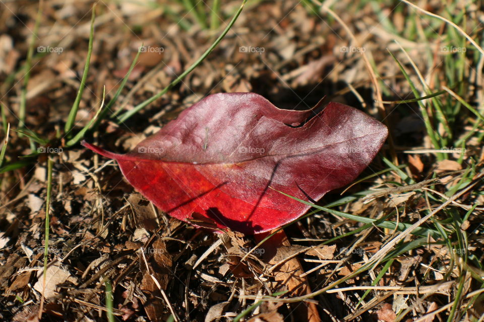 Fallen red leaf 