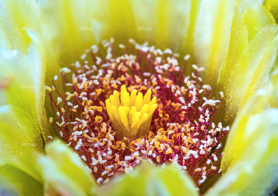 Cactus flower 