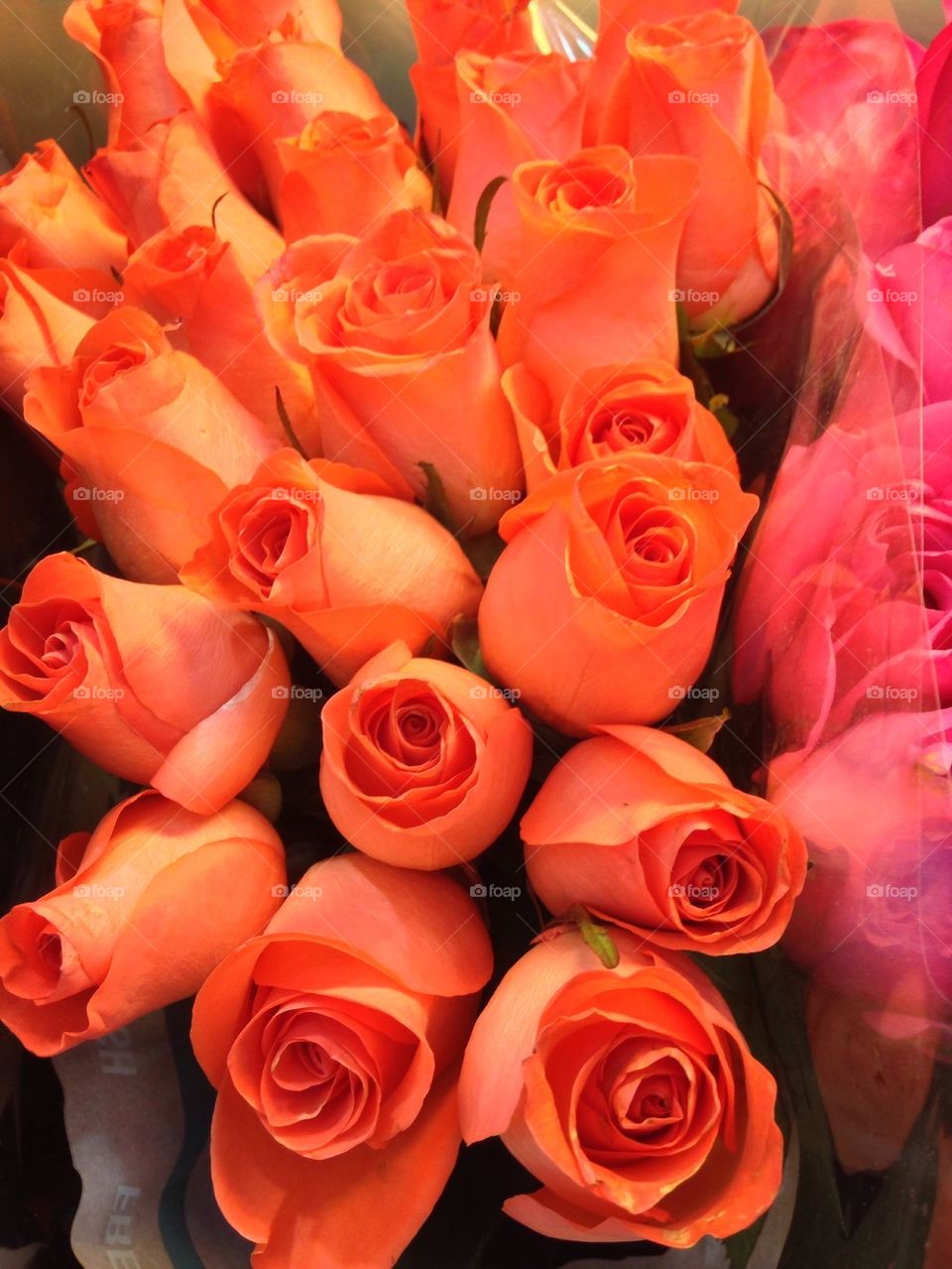Peach Roses