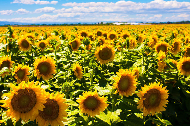 field