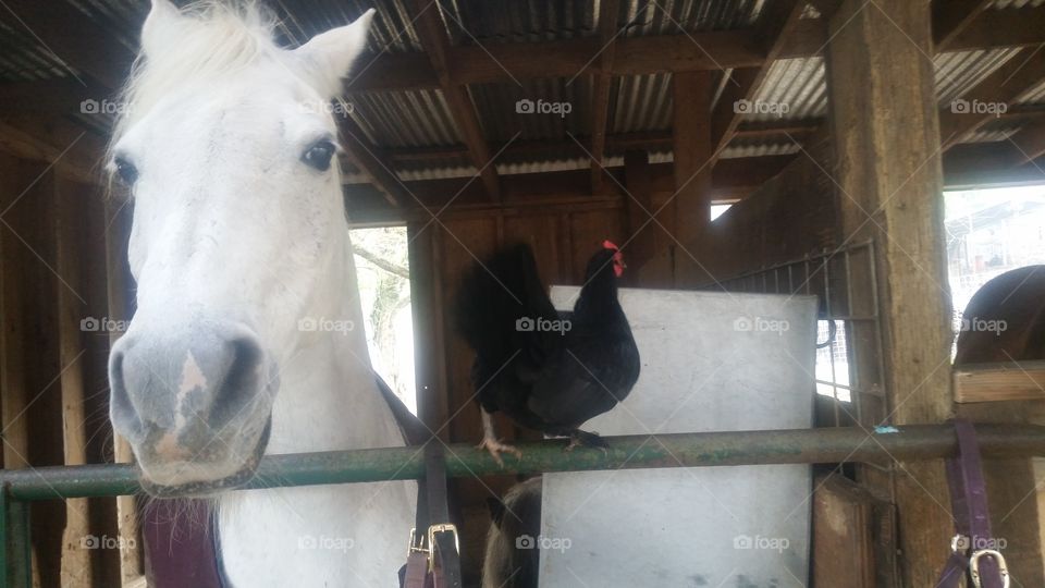 Horse meets Chicken