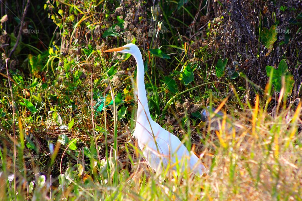 Water fowl