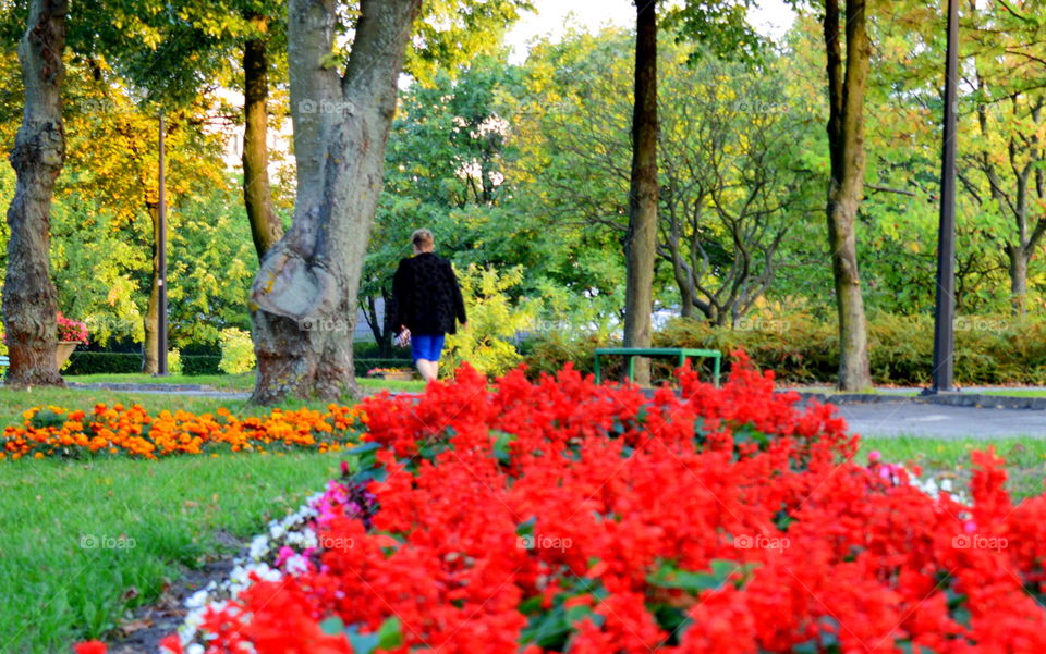 garden in the park in city centre