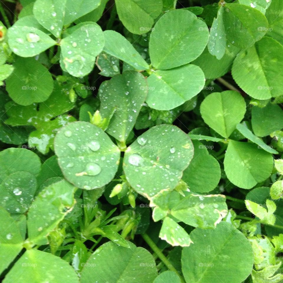 Clover