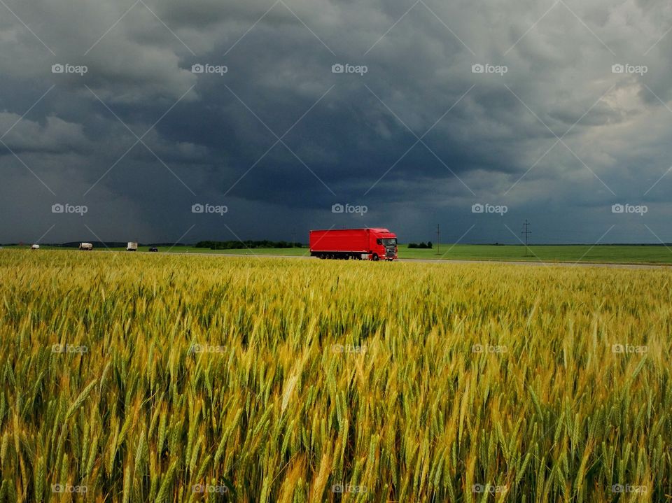 Red truck in a wheat field. 