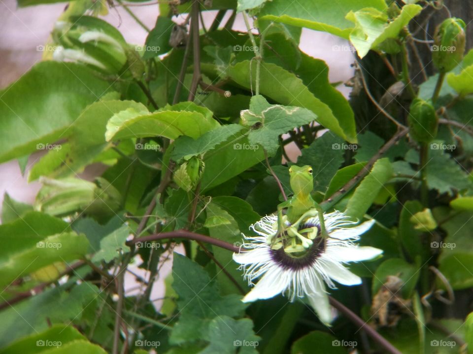 Lizard on a Flower