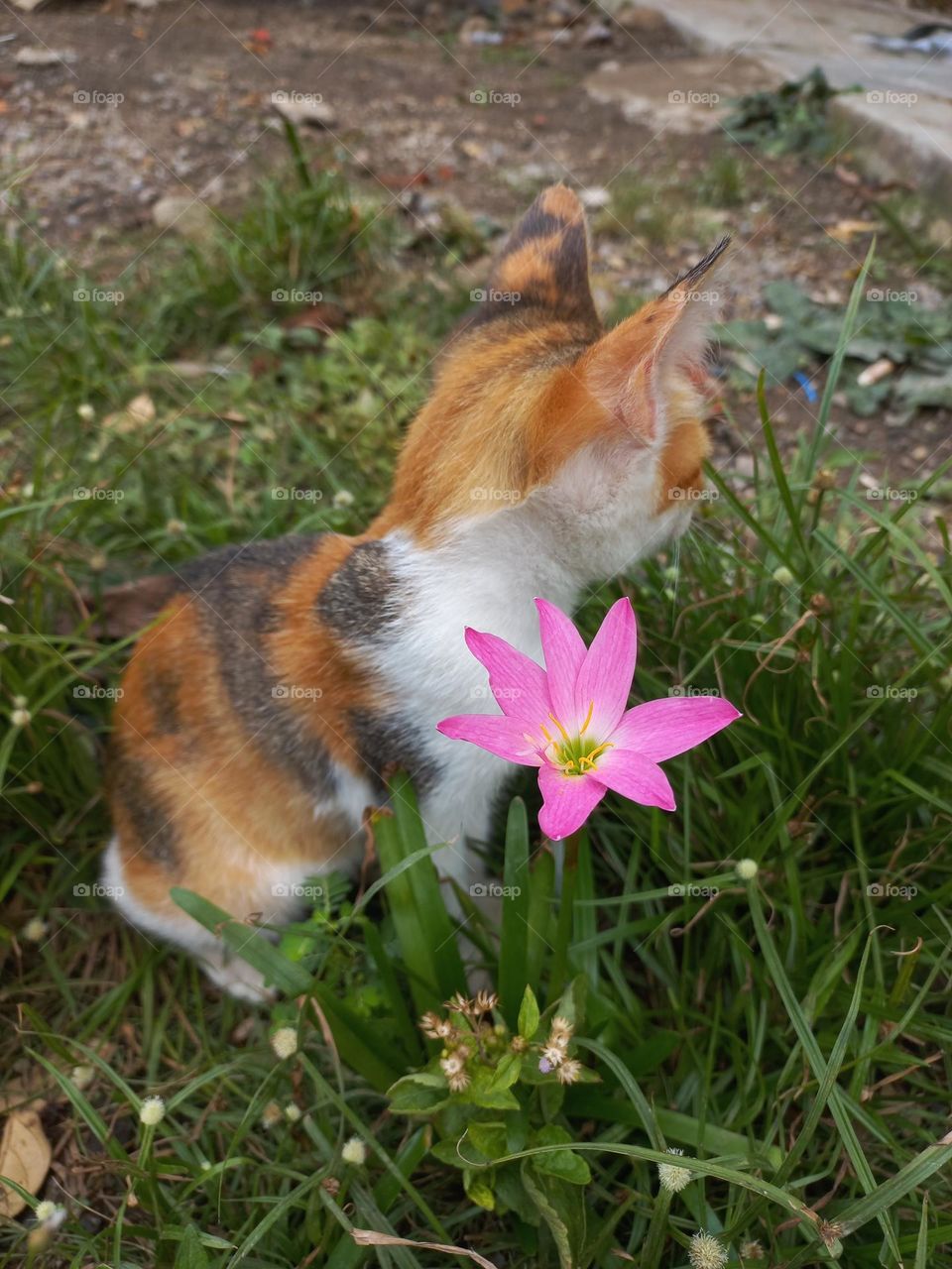 Cute kitten playing in the grass