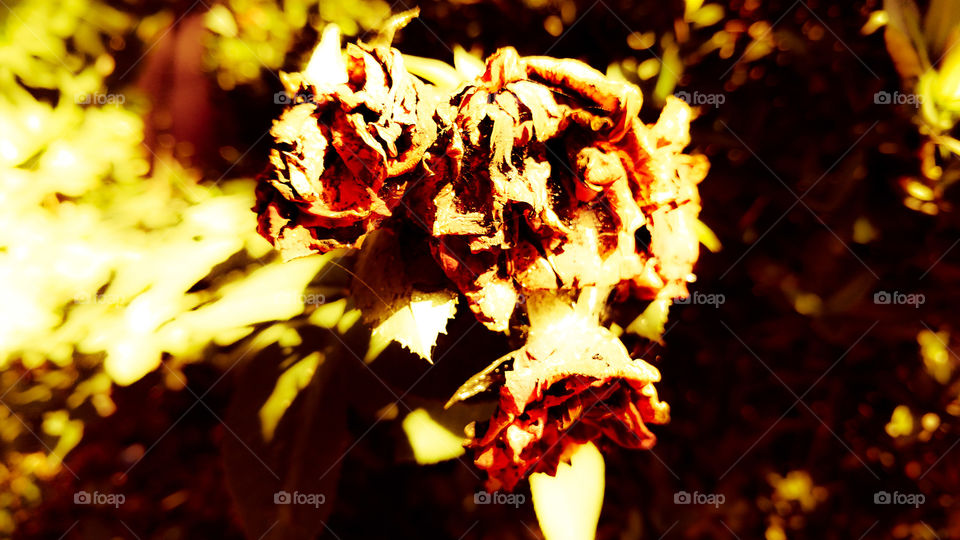 Abstrato, flores da roseira.