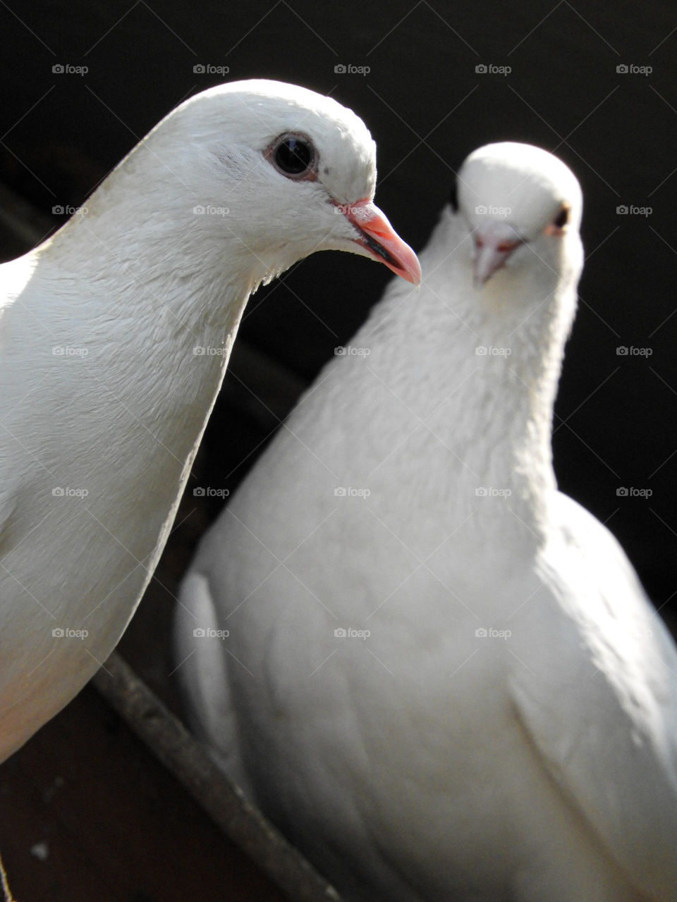 pigeons are beautiful birds symbols of love and peace for me  royal white birds catching my eyes towards themselves