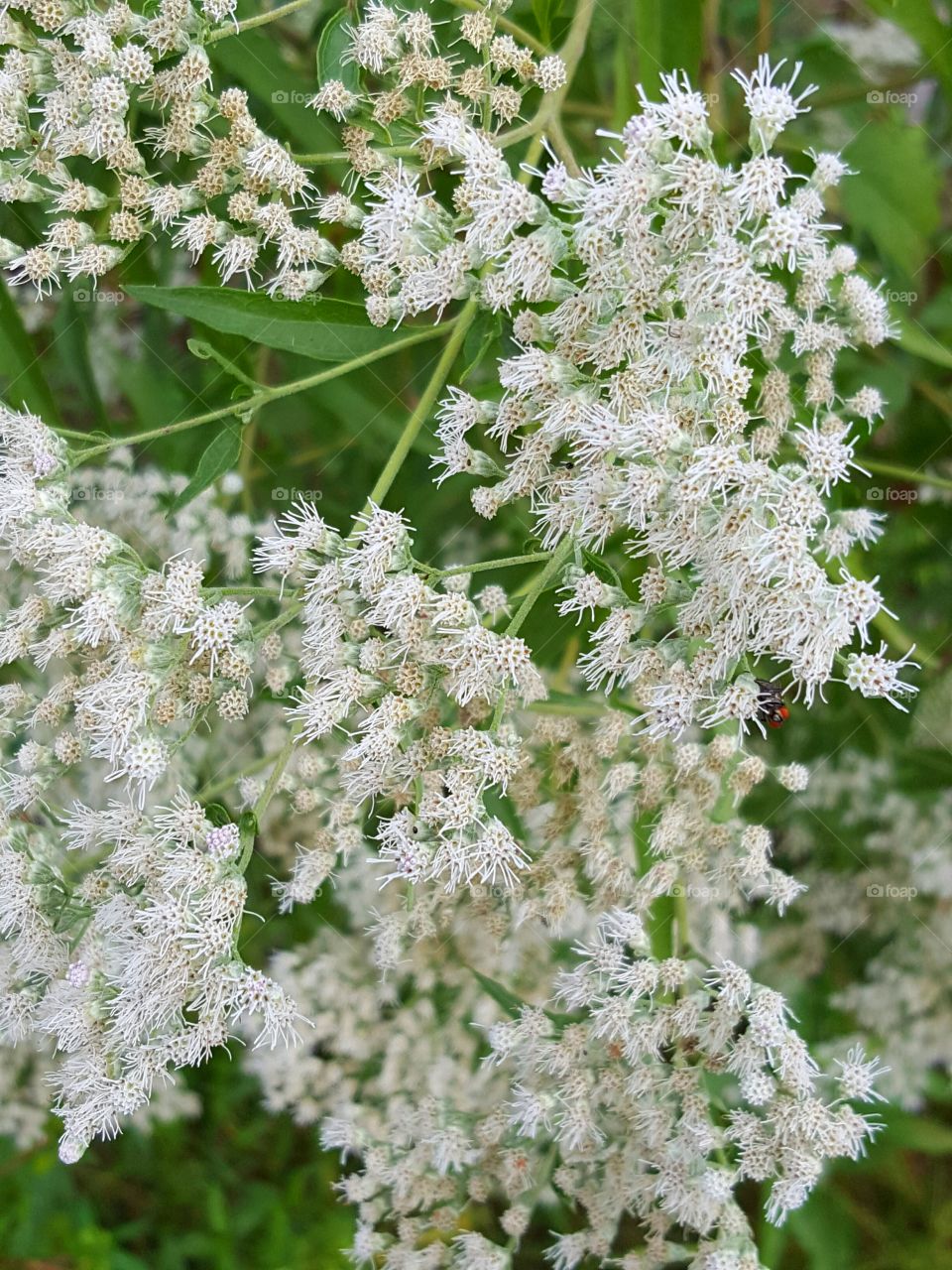 Flowers in summer