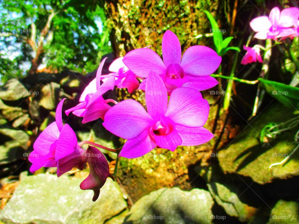 Beautiful orchid flower