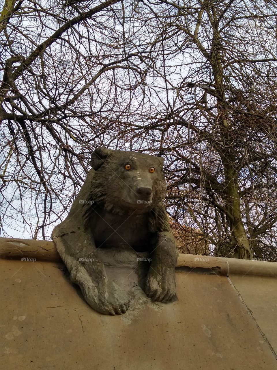 Grizzly in Cardiff