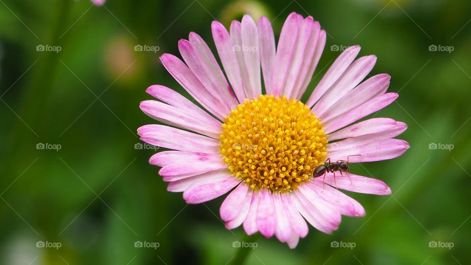 an ant on a pink flower