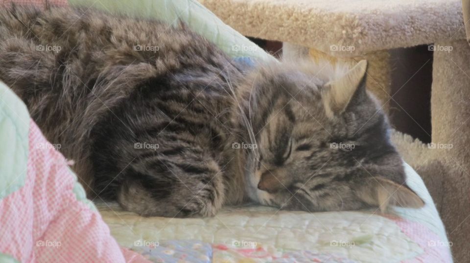 Sleeping tabby cat