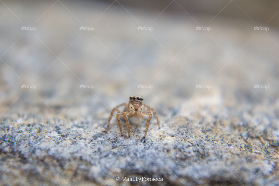 Cute Spider II