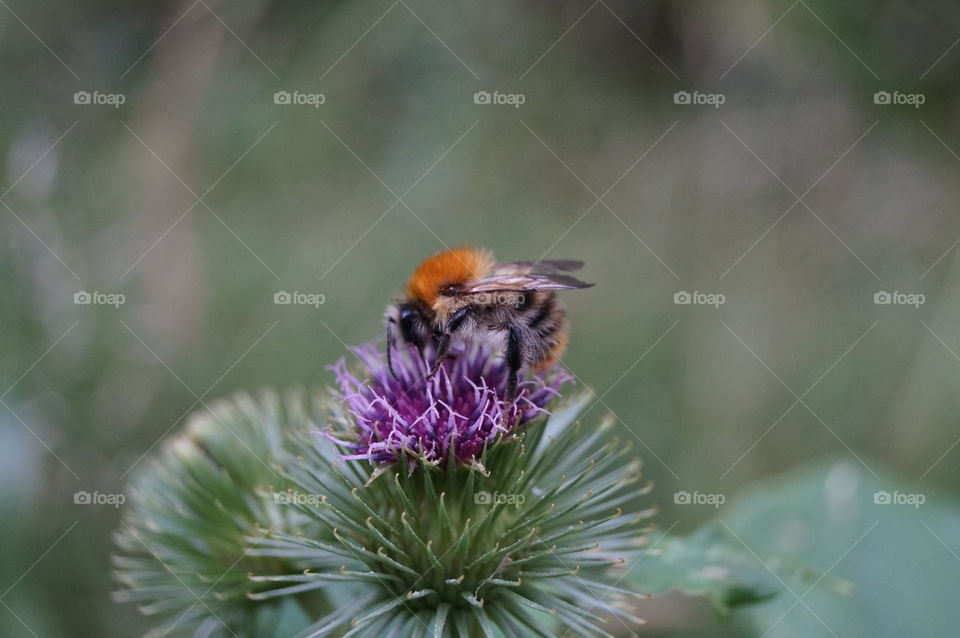 Biene beim Nektar sammeln