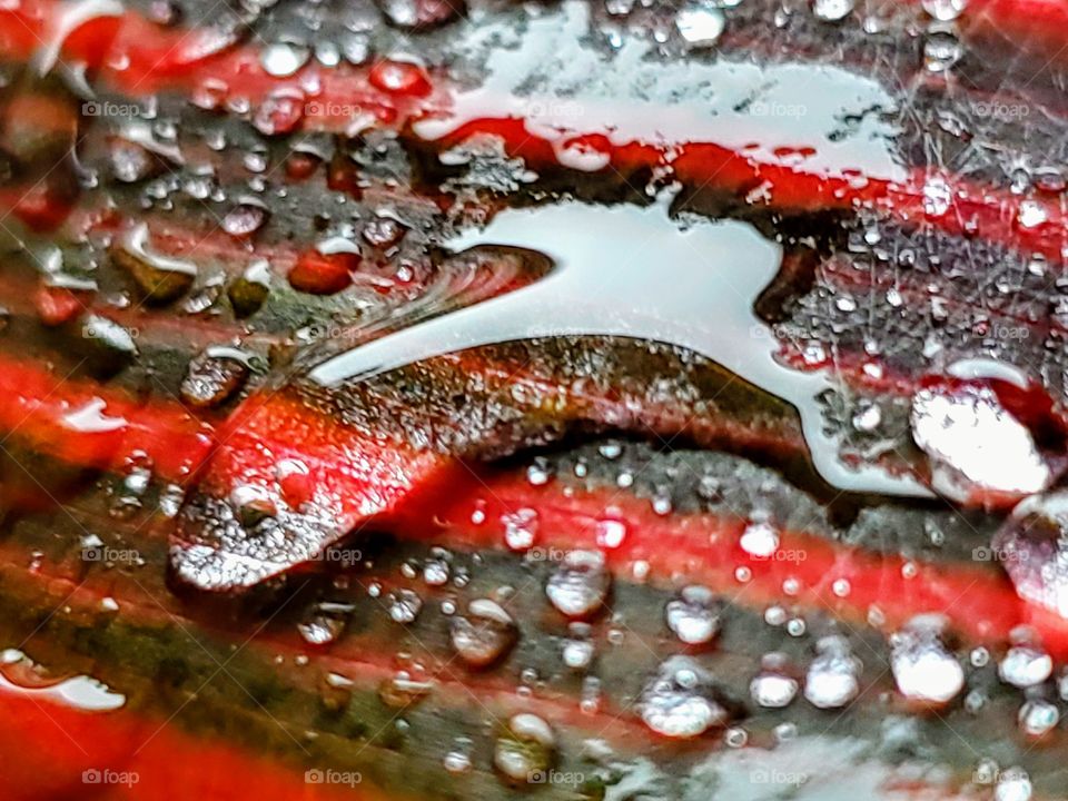 Rain drops on a colorful tropical leaf