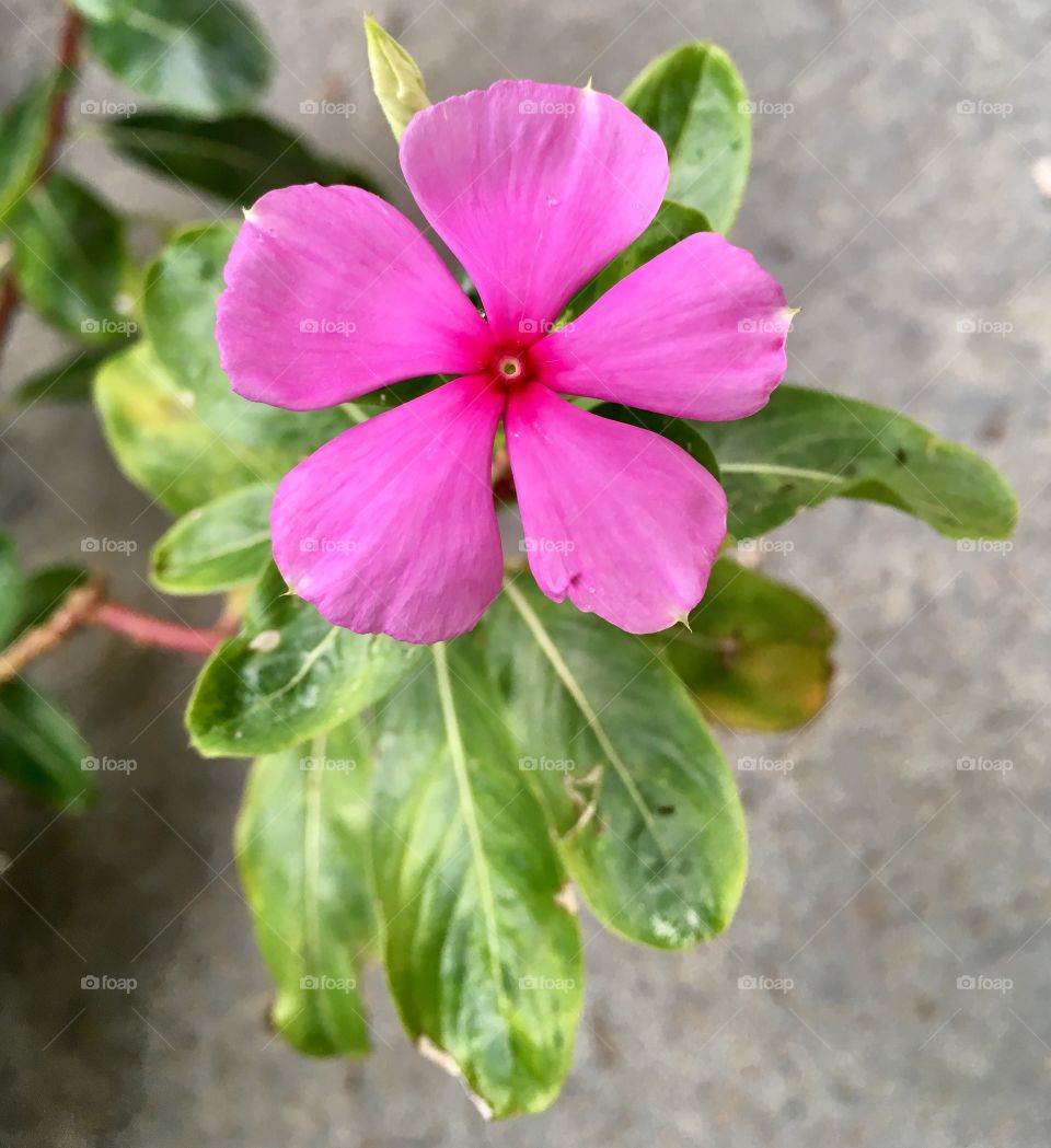 🌼#Flores do nosso #jardim, para alegrar e embelezar nosso dia!
#Jardinagem é nosso #hobby. 
🌹
#flor #flowers #flower #pétalas #garden #natureza #nature #flora  