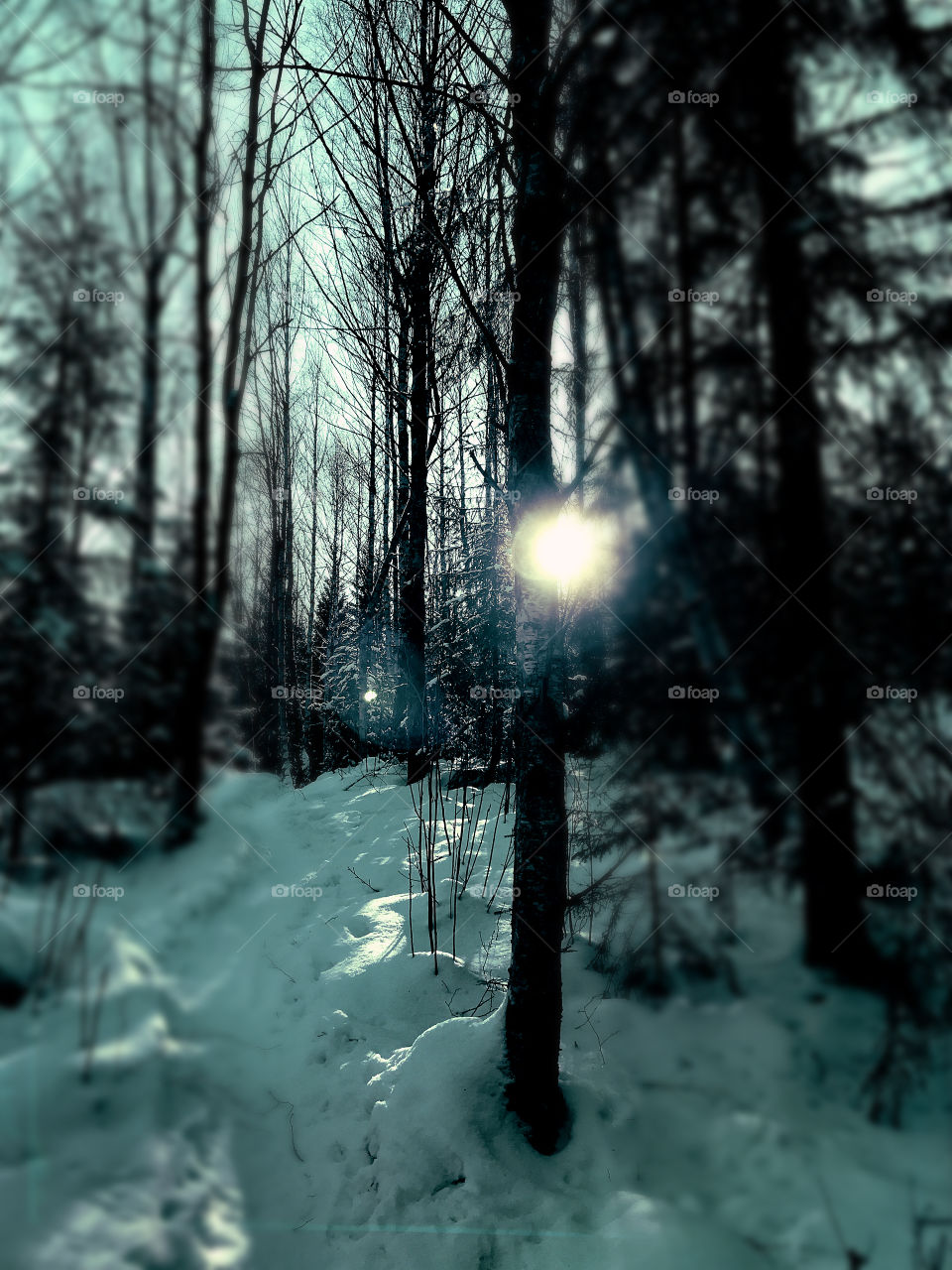 Sunshine forest