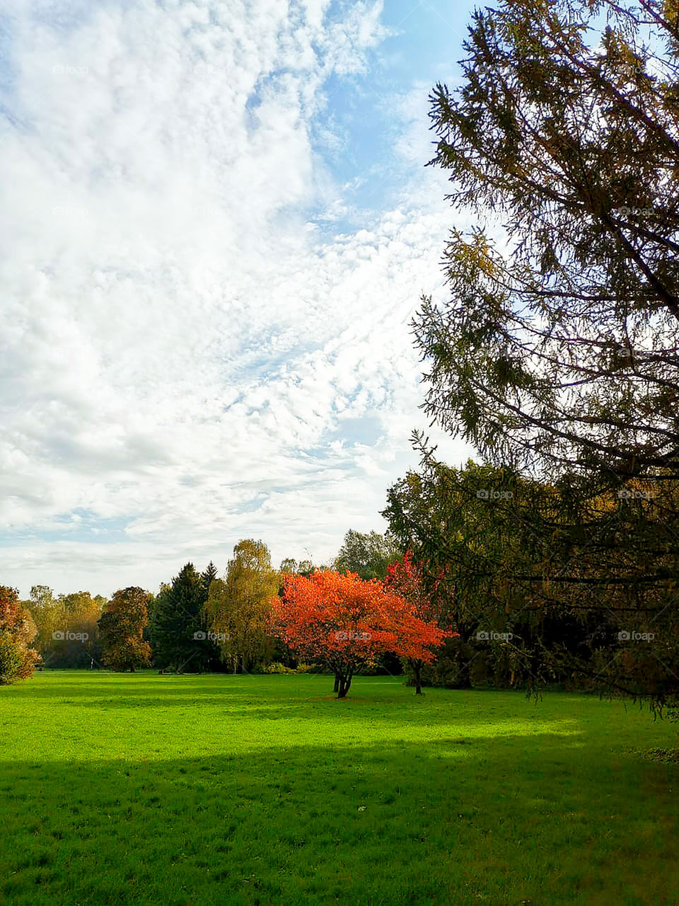 Lonely tree in a green meadow