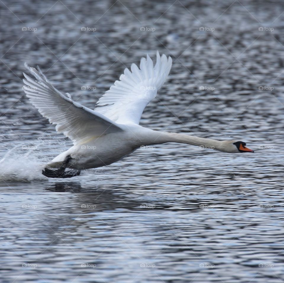 Swan takes off from lake