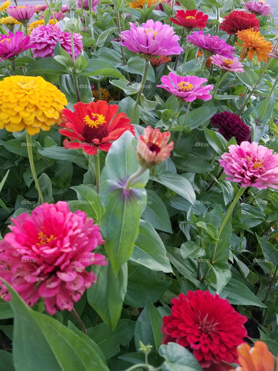 Zinnia Field