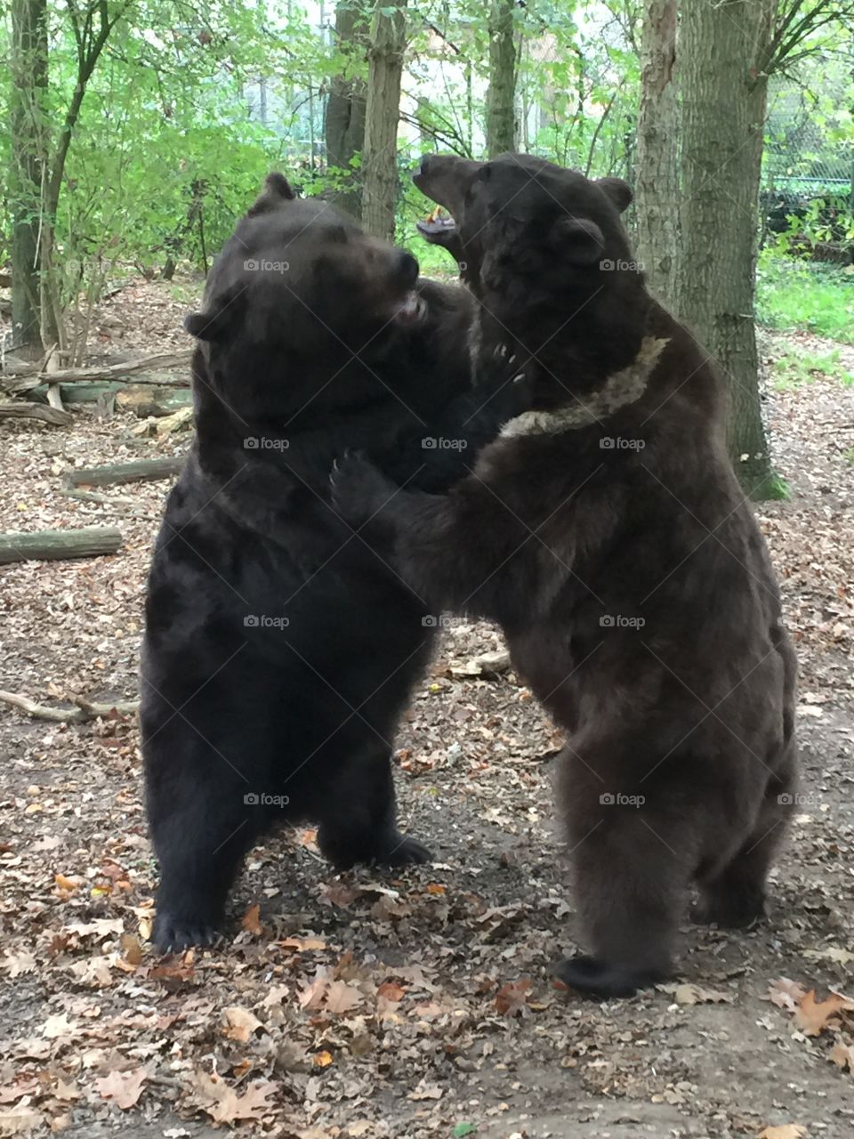 Two bears playing
