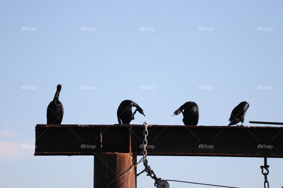 Cormorants perched on a wooden structure 